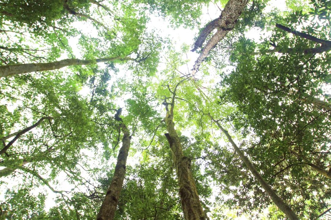 封开县黑石顶原始森林保护区,广东封开黑石顶北回归线上的绿洲