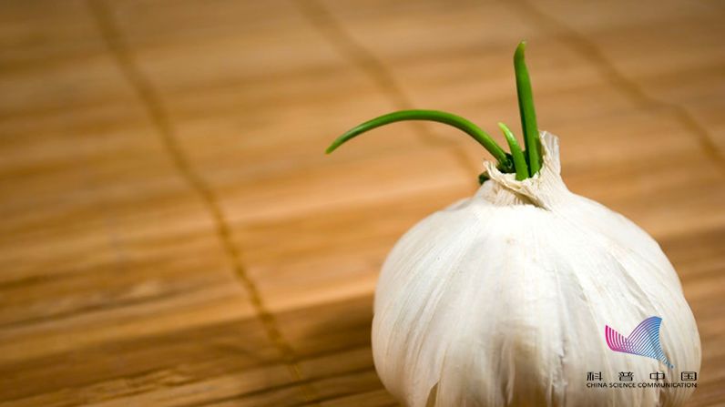 腊八蒜绿的时候能吃吗,腊八蒜要全部绿了才能吃吗