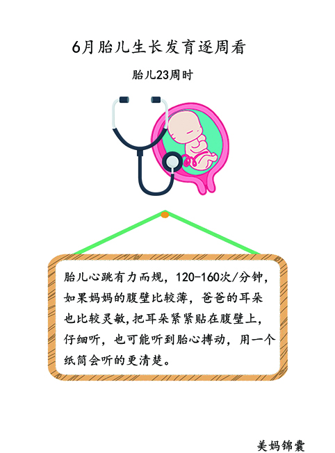 胎儿21周至23周的变化,胎儿21天的样子