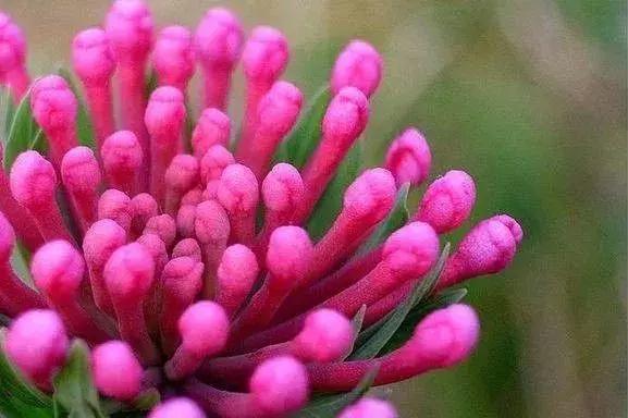 山西晋城析城山,极目胭粉遍草甸