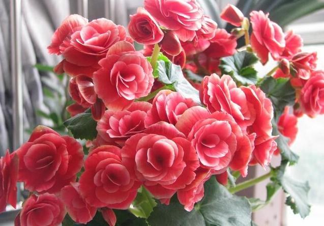 丽格海棠花都被叶子遮住了怎么办,丽格海棠开过花了怎么办