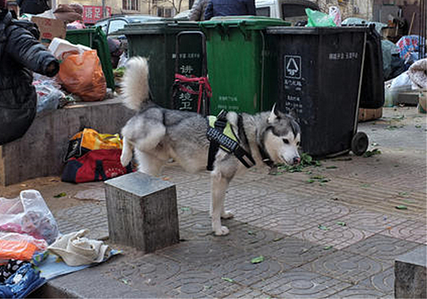 狗狗叛逆期护食,狗狗攻击性最佳矫正方法