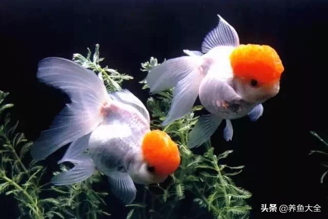 罕见最漂亮的金鱼图片,漂亮的金鱼图片大全
