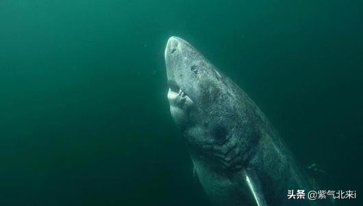 苍蝇看你像慢动作*放播**以及9种不可思议的动物