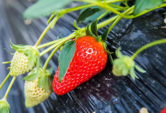秋季大棚草莓的高产栽培技术,大棚草莓种植技术开始发展起来
