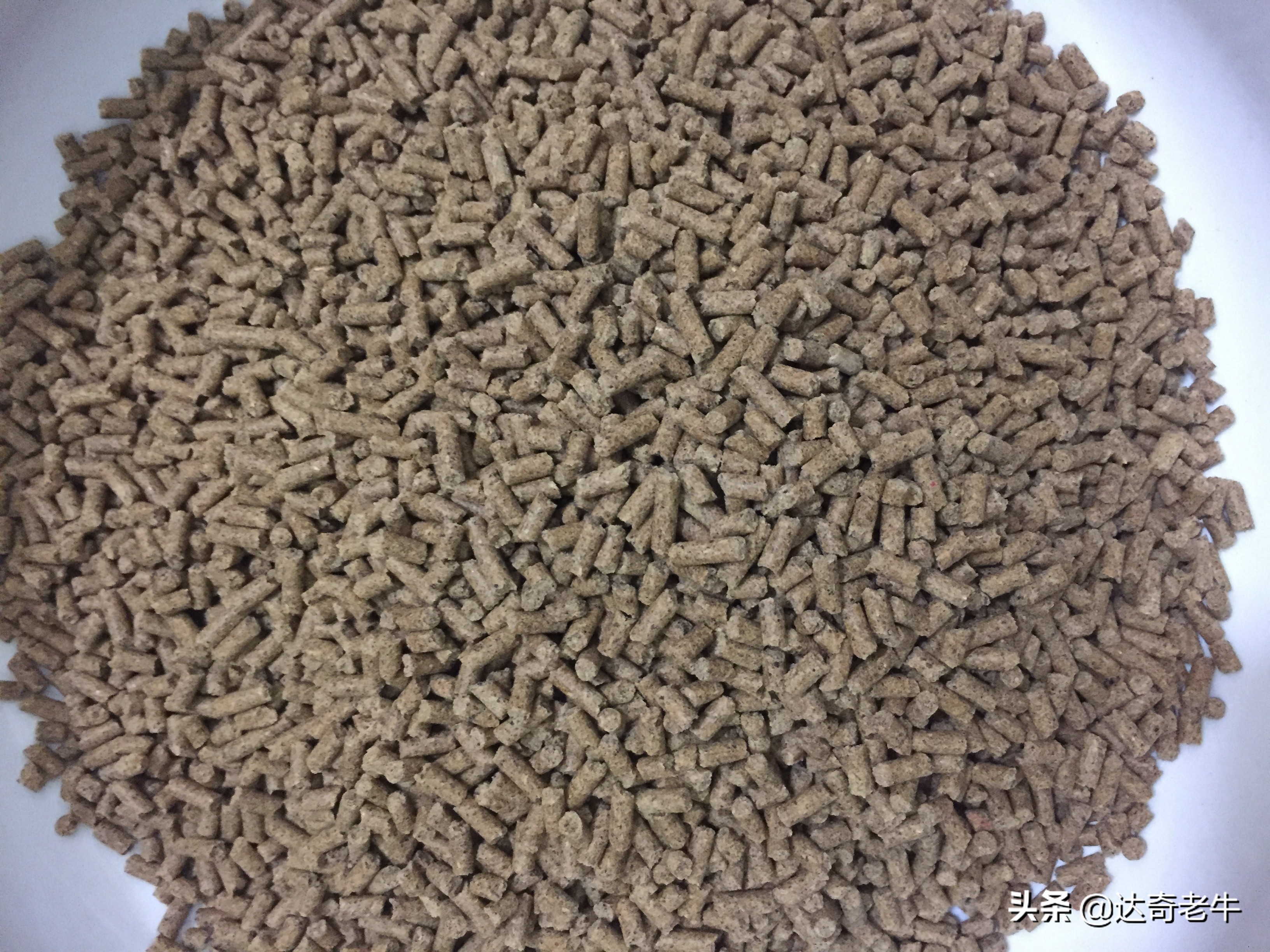 养殖颗粒钓鱼,养殖鱼用什么颗粒钓