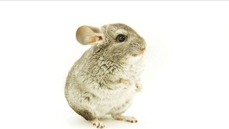 养仓鼠改掉咬笼子的这个坏习惯,仓鼠咬笼子嘴巴出血怎么办