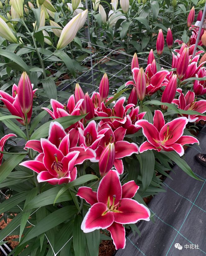 百合种球“*私走**”案引发蝴蝶效应，业内：这只是刚开始