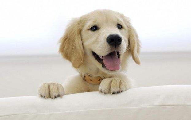 狗狗的7种怪异行为,常见的十种让狗狗恐惧的事物