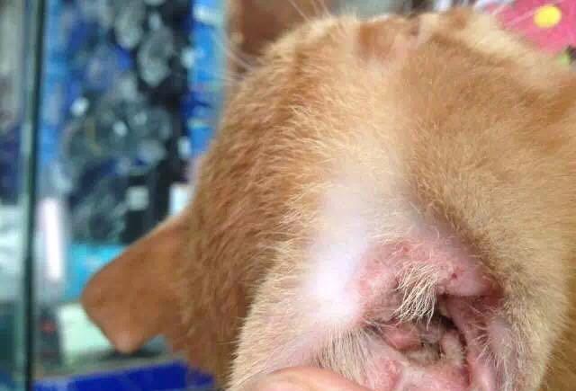 猫咪最全疾病自查表,猫咪全面检查都有哪些