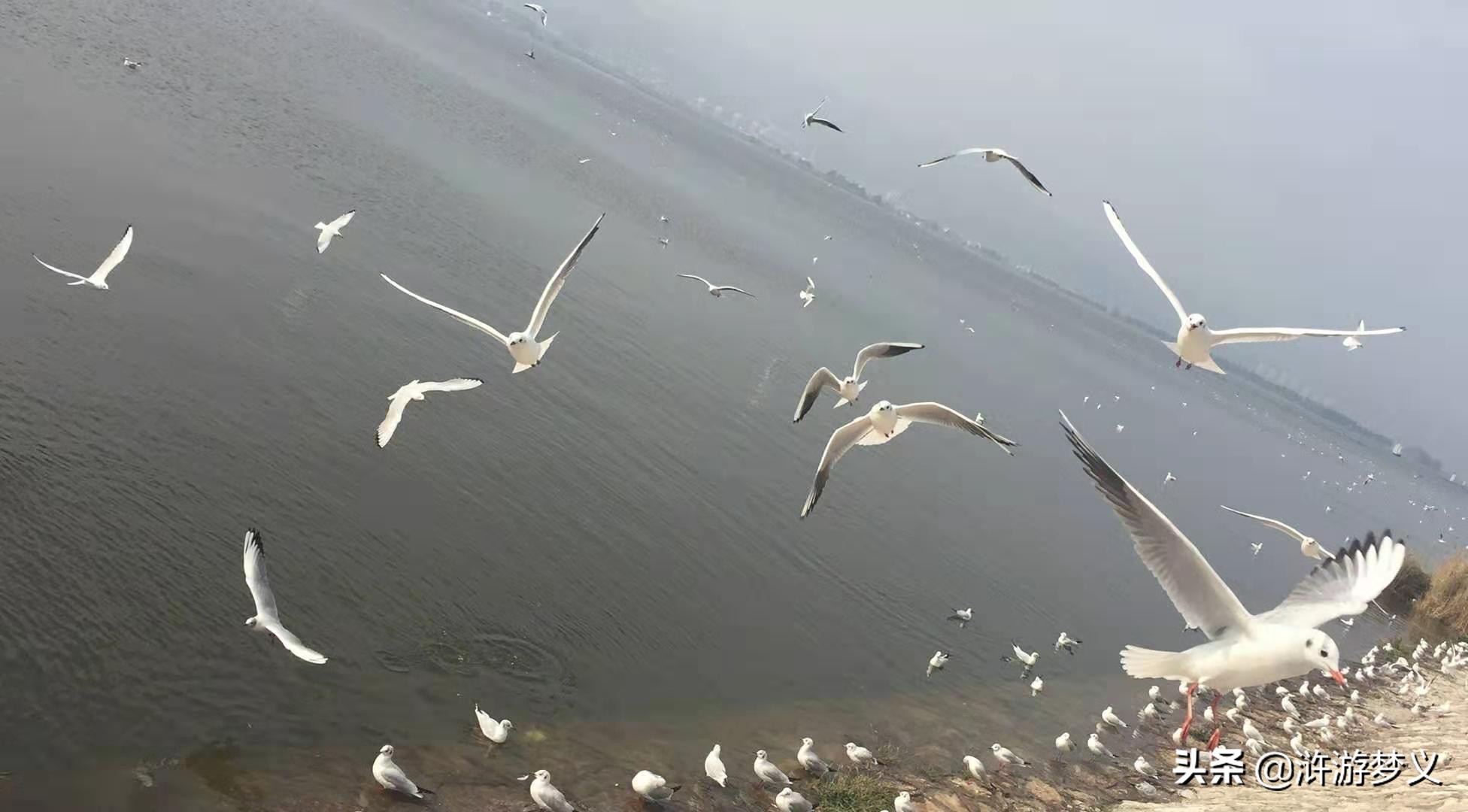 那些说不出名字的鸟,常见的纯黑色羽毛的鸟有哪些