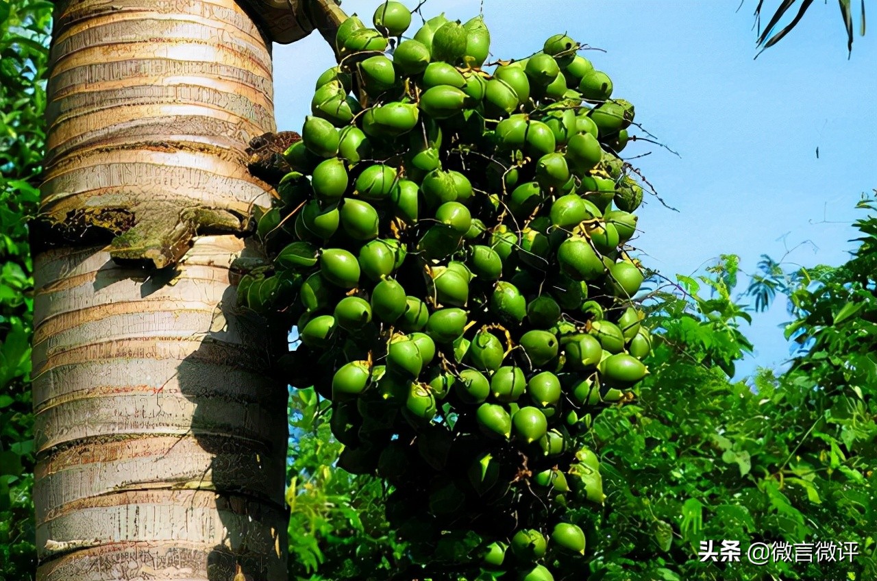 槟榔千万不要吃太多,贪吃槟榔会怎么样