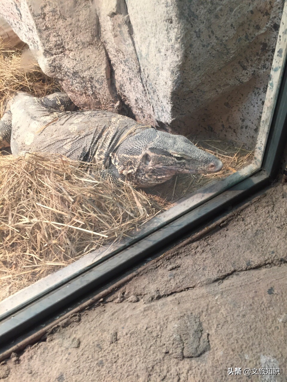 山东德州动植物园旅游区,德州市动植物园视频