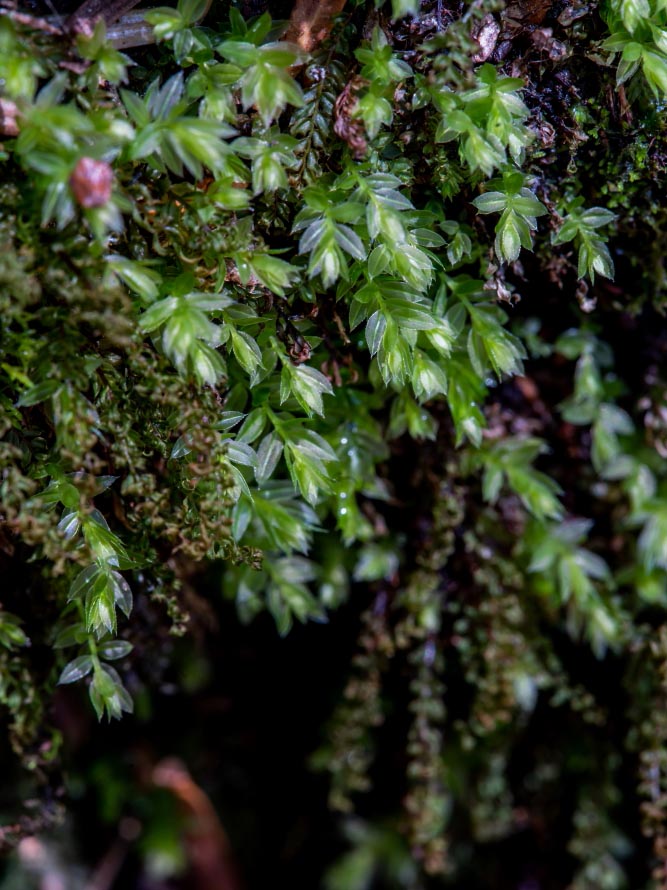 生活中苔藓,苔藓的一生经历了几个阶段
