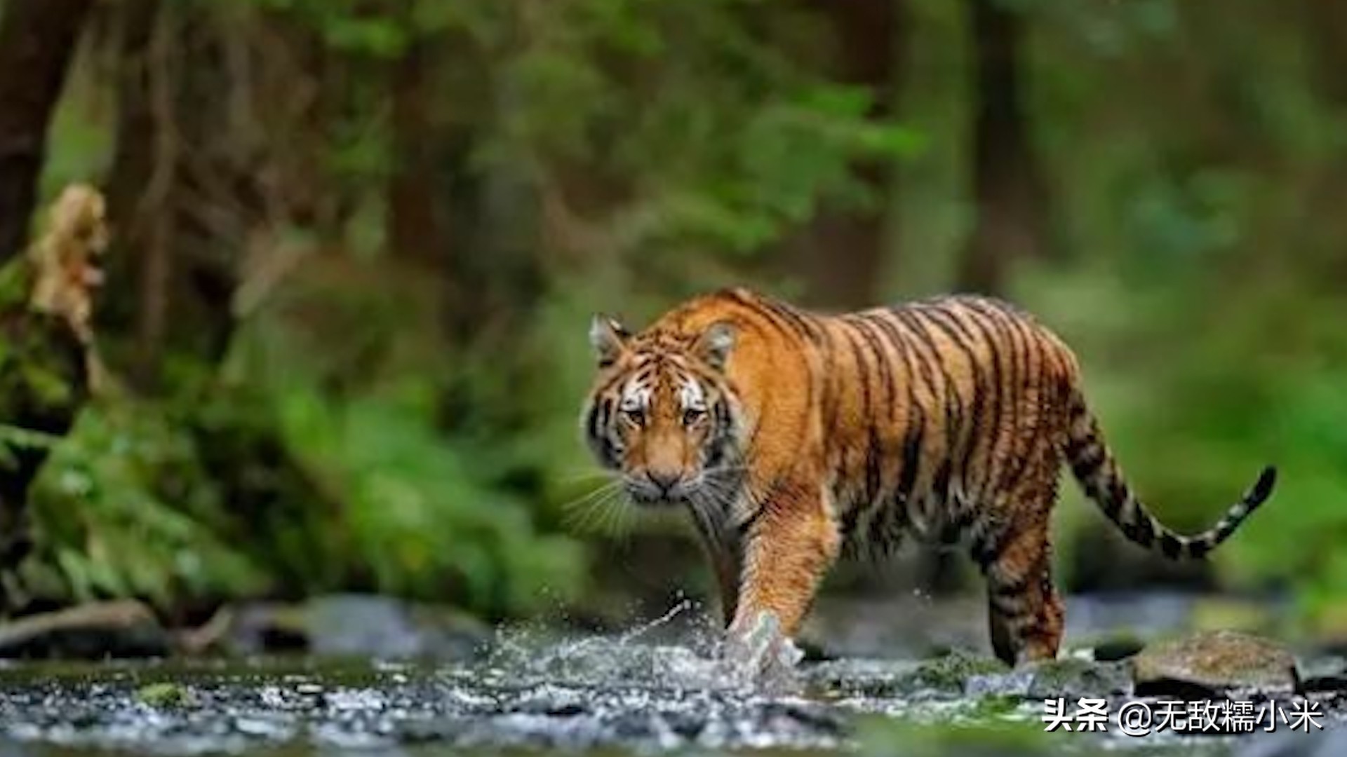 男用香水诱捕母老虎,印度人发明了一个骚操作,有什么科学依据?