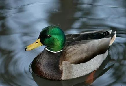 养殖什么稀奇的品种赚钱快又好养,养殖最赚钱的品种