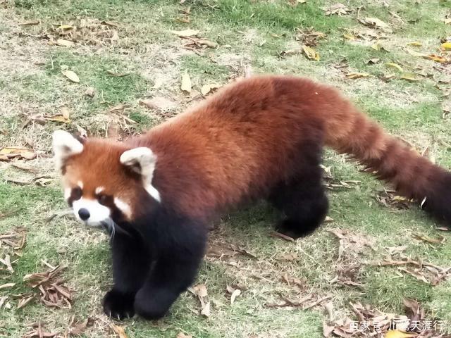 吉尼斯世界最大的马戏剧院,灵玲国际马戏城世界纪录