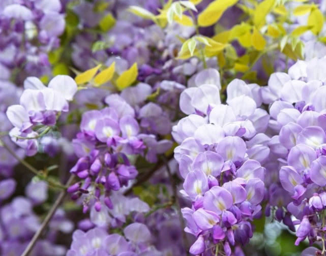 紫藤花种子发芽了怎么种植,大型紫藤花种植方法视频