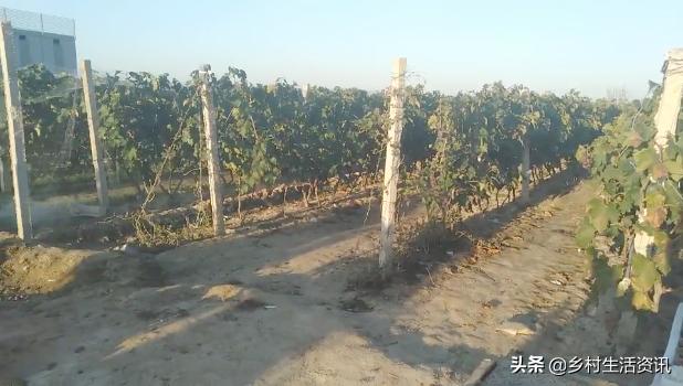 葡萄花穗太多怎么管理,葡萄花少的原因及解决方法