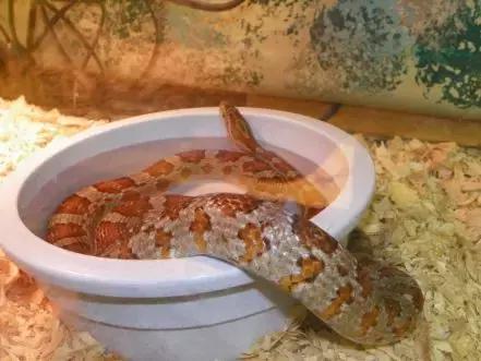 蛇类是怎么过冬的,饲养蛇类的方法是什么