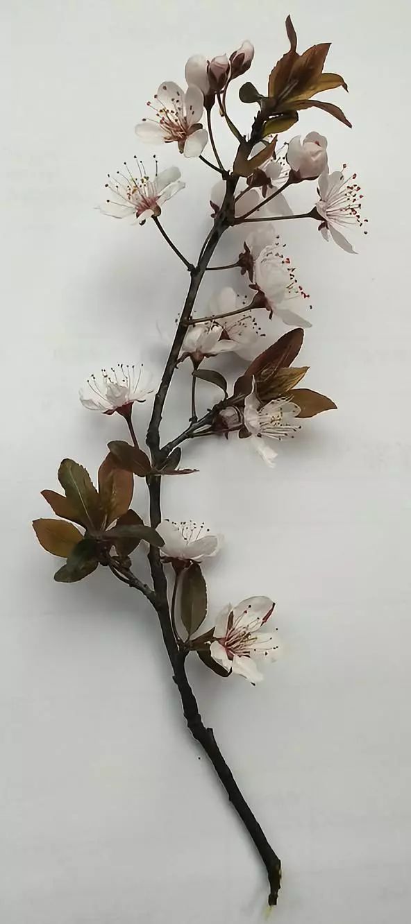 陌上花开缓缓归原版,陌上花开缓缓归YY