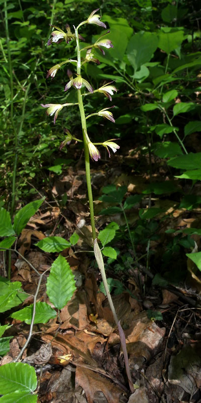 绿山墙的安妮书中的戴安娜,绿山墙的安妮和戴安娜结局
