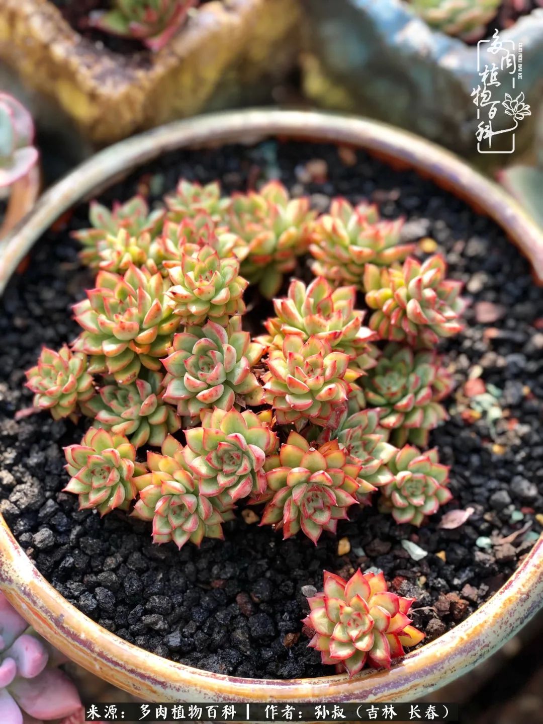 与多肉一起成长,与多肉相伴