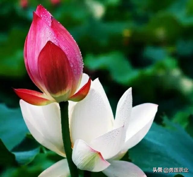 古今贤文劝学篇朗读,古今贤文增广贤文全文解读