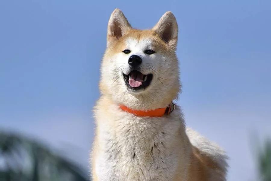 日本旅游攻略保姆级,日本保姆自由行攻略