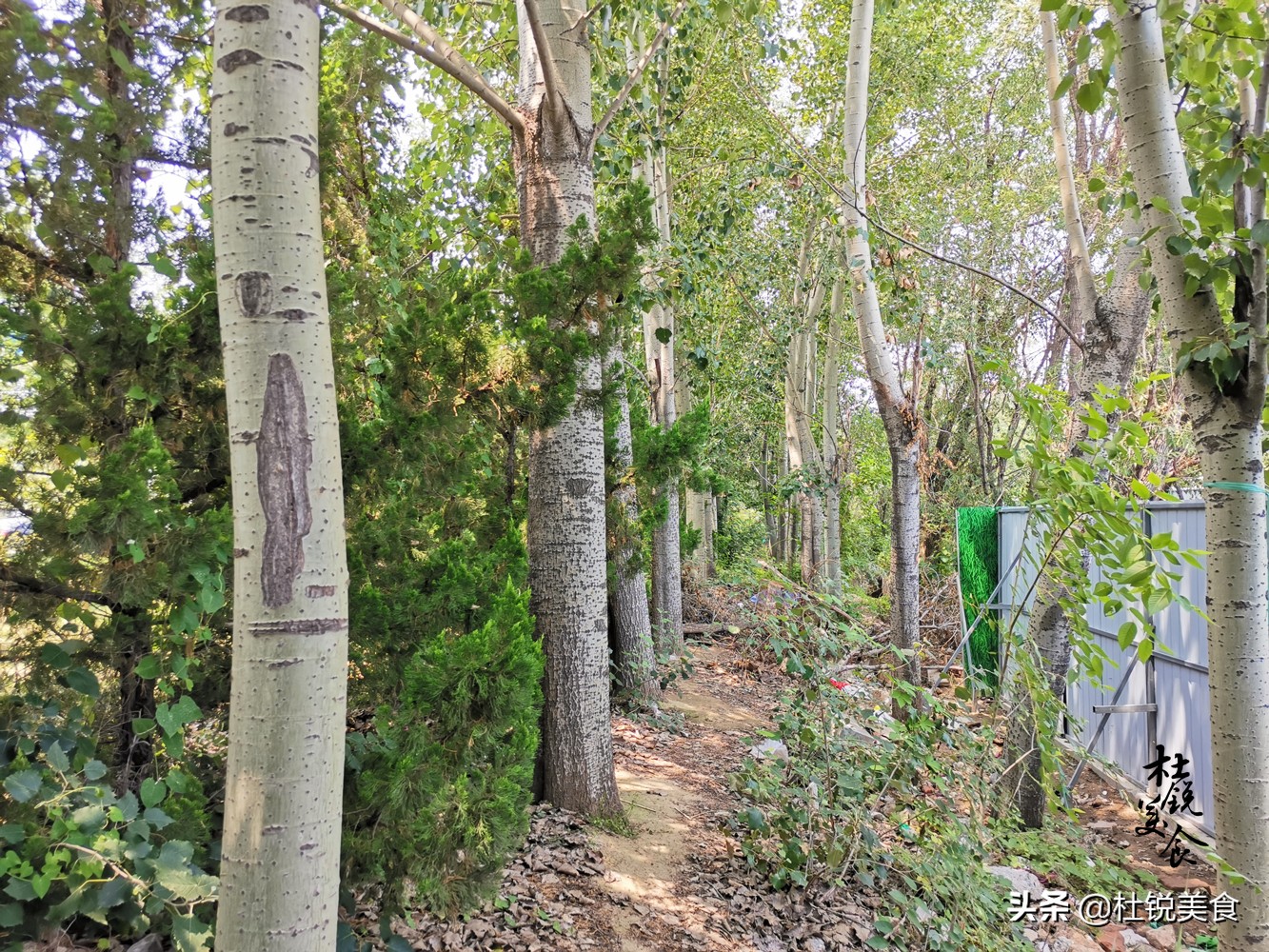 捉蝉窍门,捉蝉秘诀