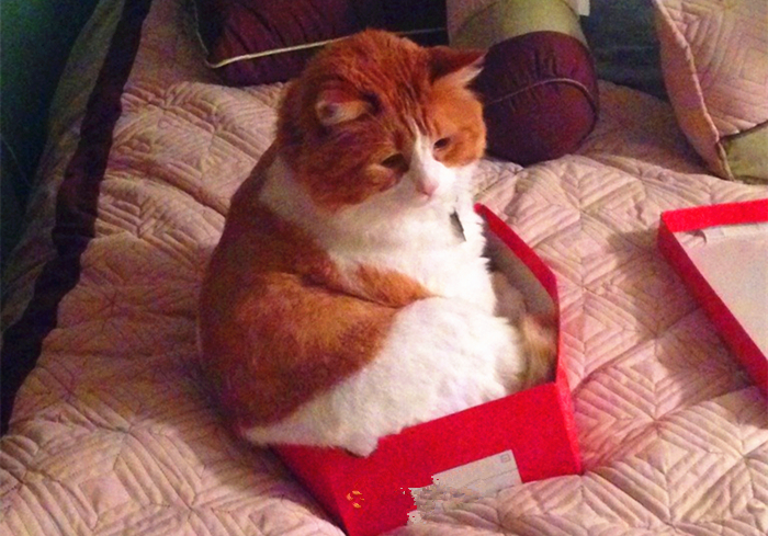 猫咪体检预约难还怕错过？学会七种方法，在家也能为爱猫检查身体