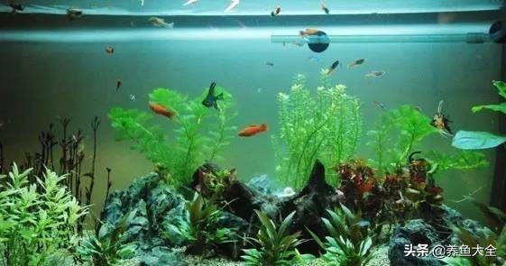 孔雀鱼缸水发绿怎么办,鱼缸水发绿对鱼有害么