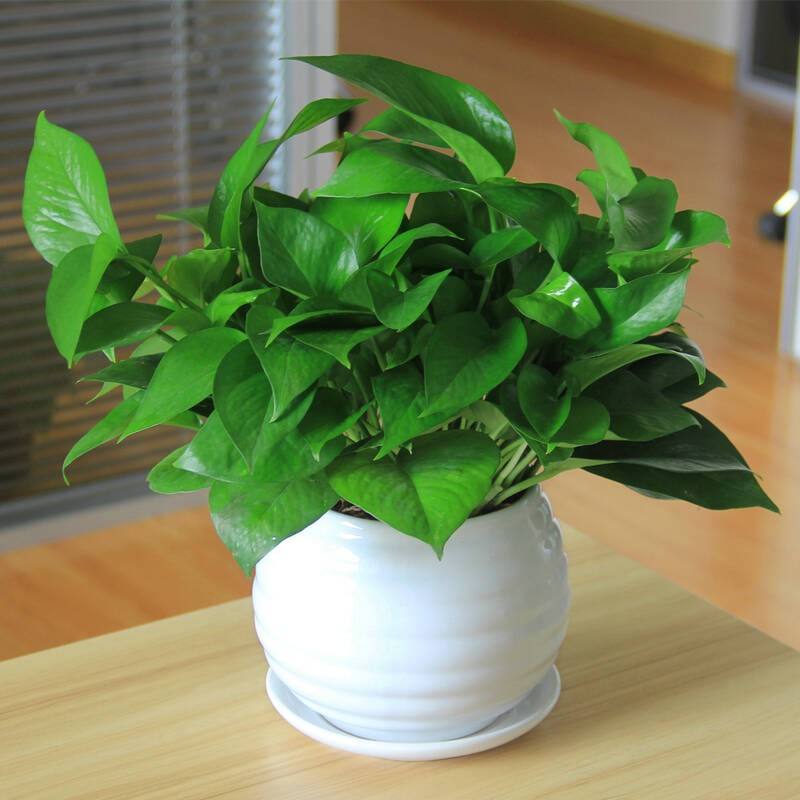 绿萝发财树龟背竹天冷可以浇水吗,夏天绿萝龟背竹还适合在院子里吗