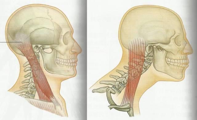经常低头看手机的颈椎怎么矫正,抬头看手机对颈椎有好处吗