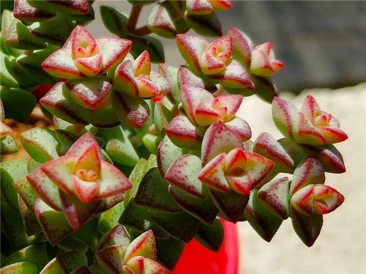 什么多肉夏天也可以继续生长,教你十大多肉养护技巧