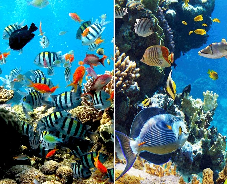 儿童画鱼儿创意画视频,创意儿童画横构图