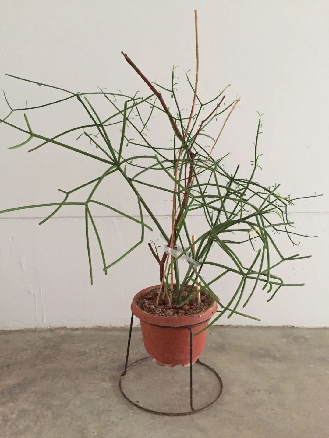 光棍树适合养家里吗,光棍树有毒还怎么养