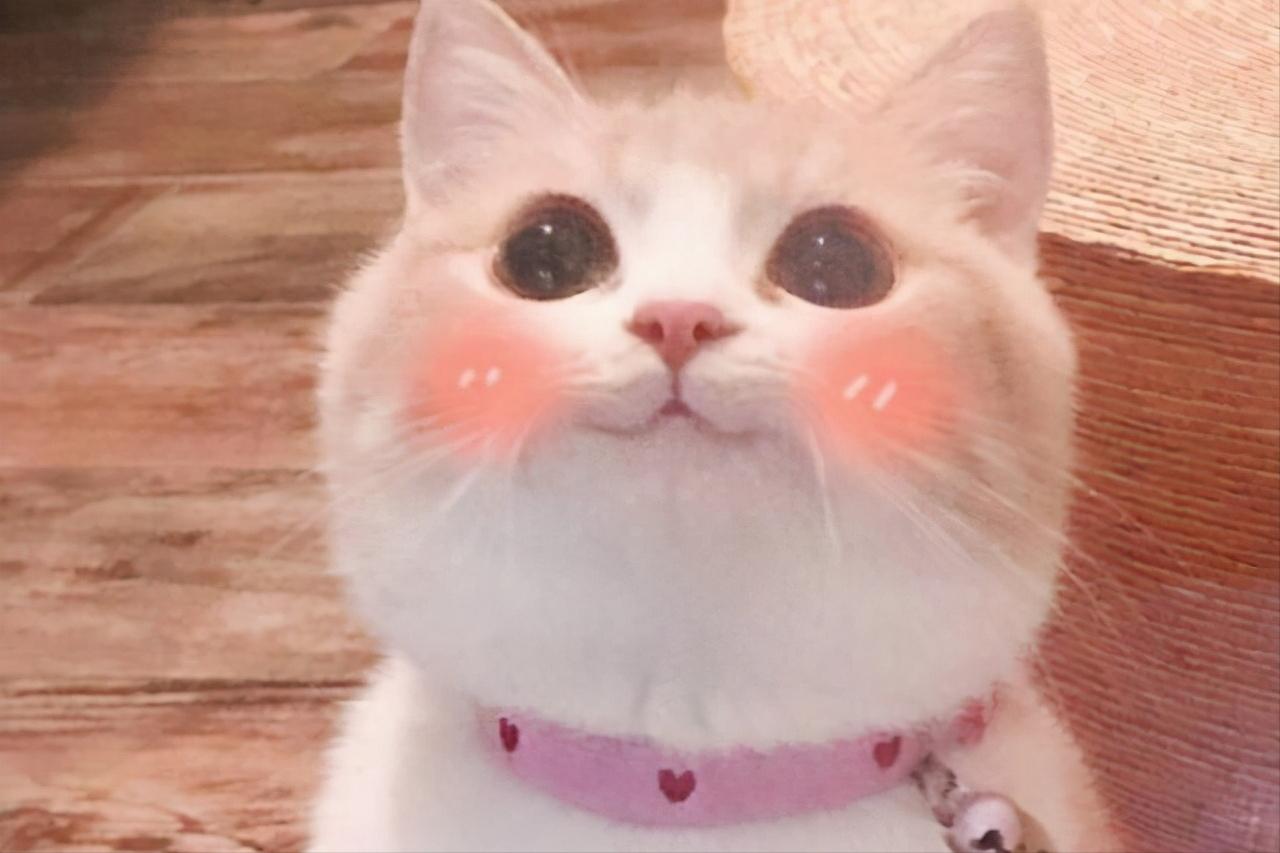 天天狼人杀狼人怎么赢,天天狼人杀使用技巧