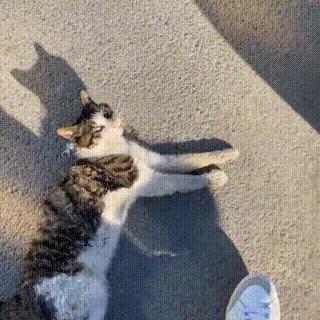 狸花猫背部受伤救助,狸花猫被主人打骨折