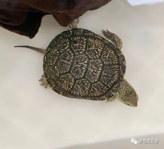 加温养龟长得快吗,小龟怎么养才能长得好