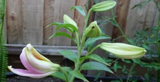 百合花苞怎么不开反而枯萎了,百合花苞迟迟不开怎么办