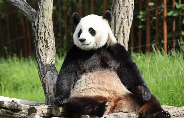 外国到底有多喜欢大熊猫,外国人是有多喜欢大熊猫