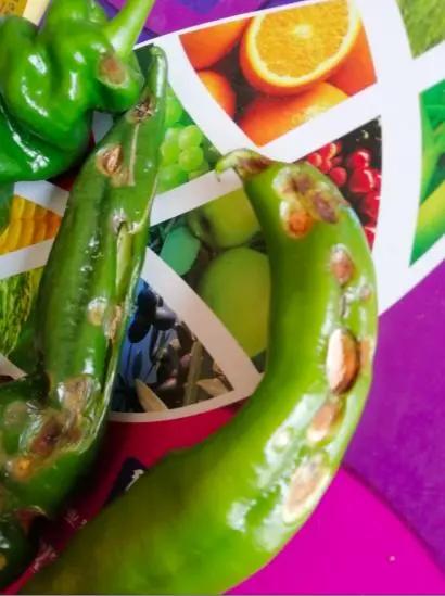 辣椒炭疽病最佳治疗方法,辣椒炭疽病的症状和治疗方法