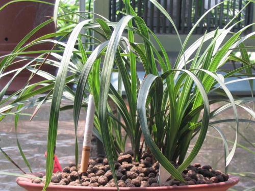 兰花的叶片又黑又绿怎么养护的,兰花变黄怎么能让叶子变绿