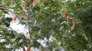 菊花岛探秘,大连海岛游菊花岛