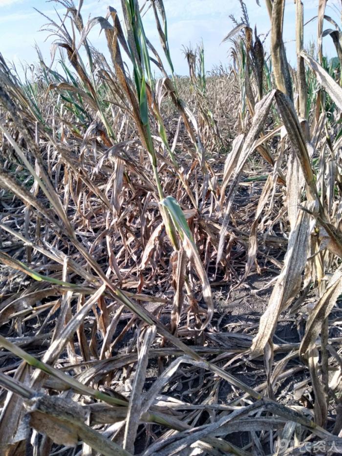 河南适合种植高产玉米,玉米高产高效种植技术