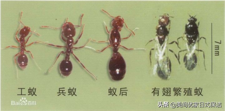 家居常见虫图片大全,家居虫类科普图文