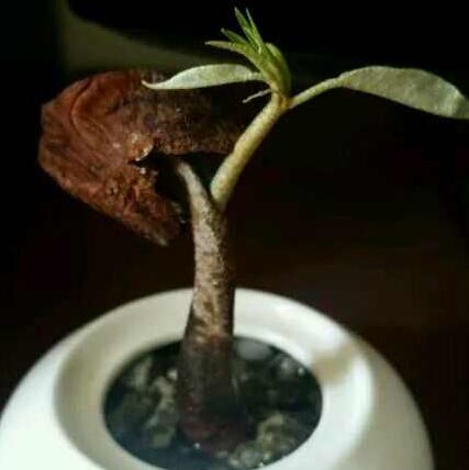 榴莲种子如何水养盆景,榴莲可以长成树吗