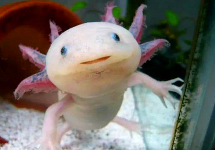 六角恐龙宠物,宠物六角恐龙