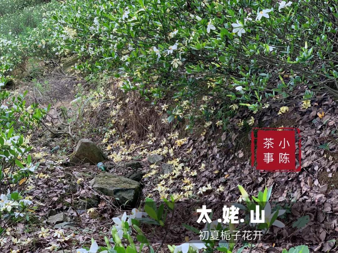 买白茶茶饼该怎么选,新手白茶入门选购白茶的优先级